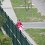 suli
